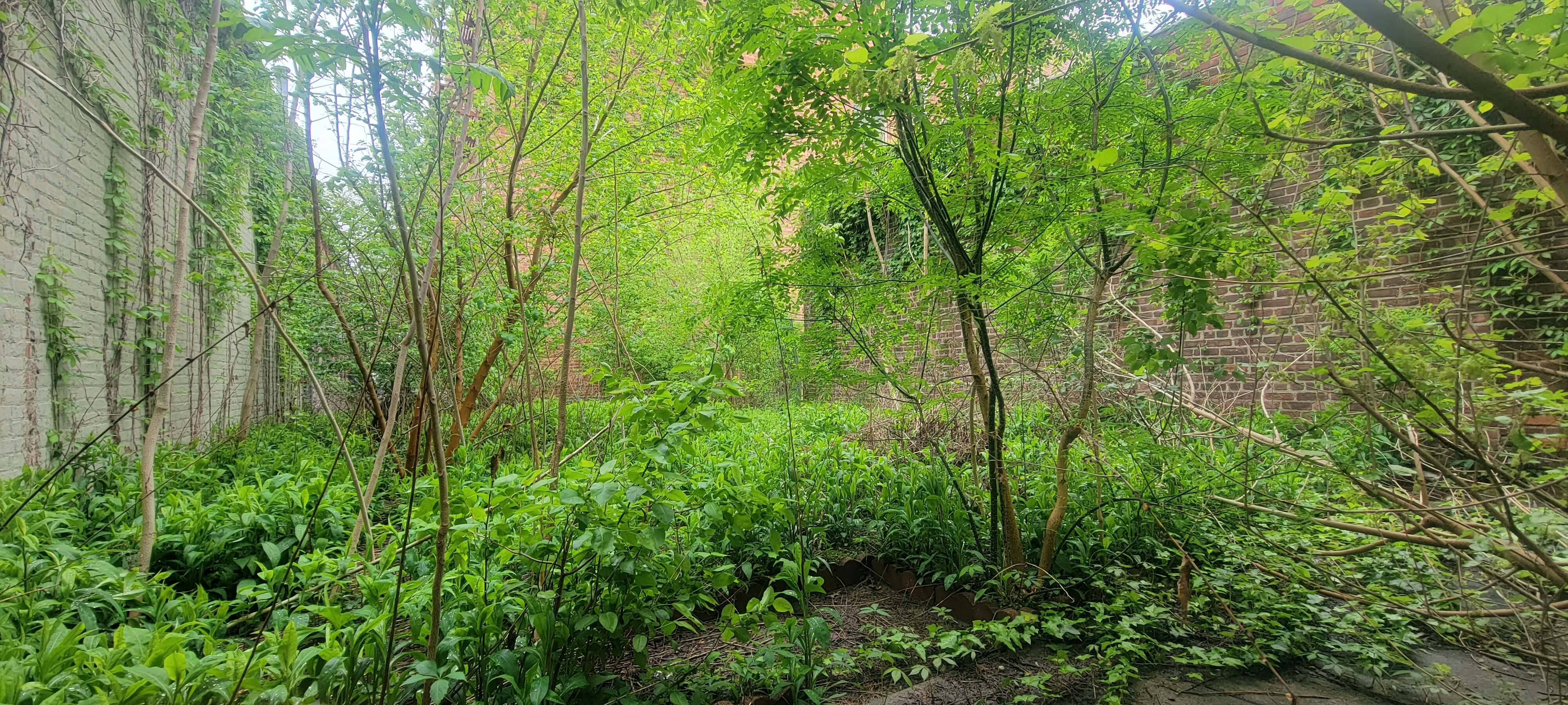 Before yard debris cleanup in NYC, NY